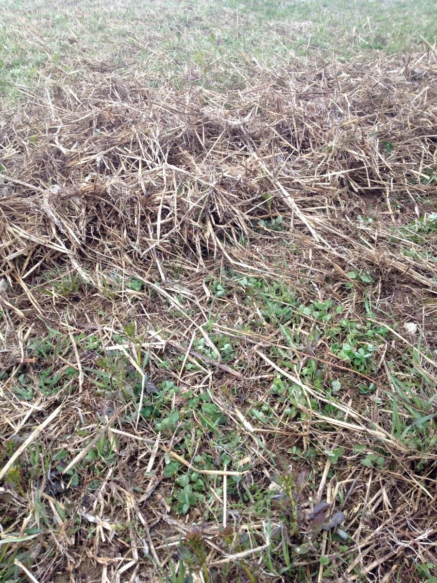 Сорные растения на полях