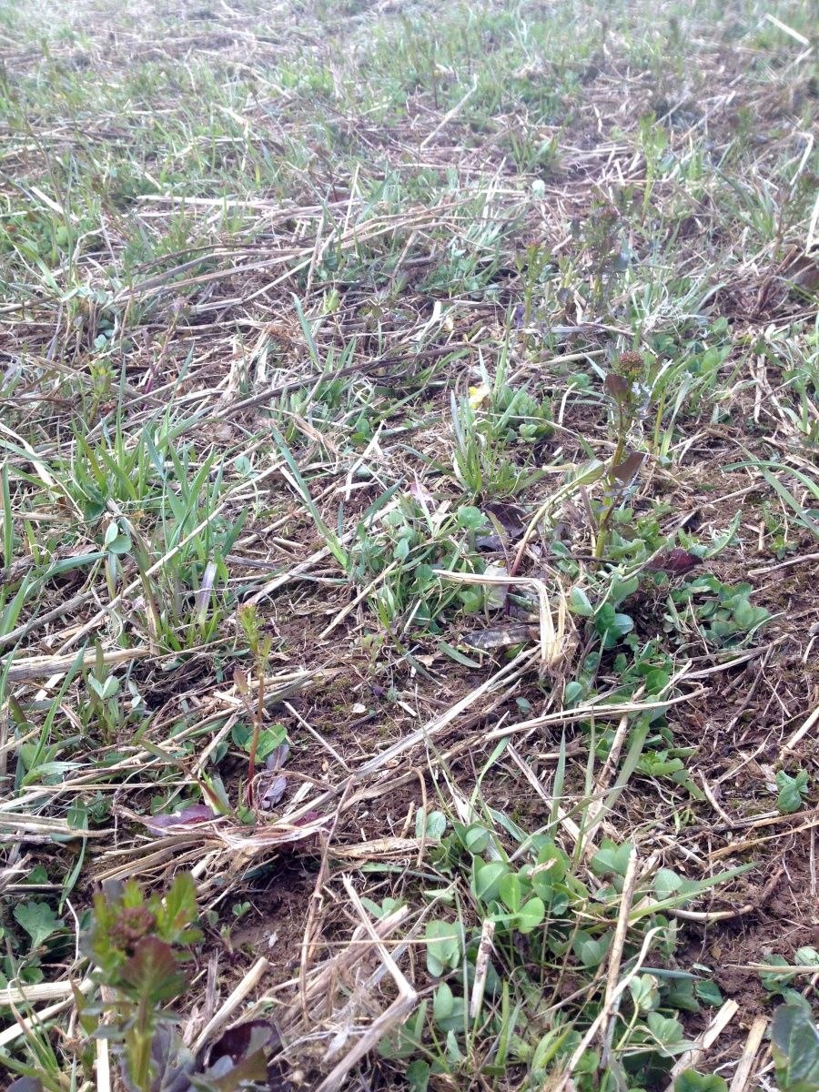 Посев многолетних трав