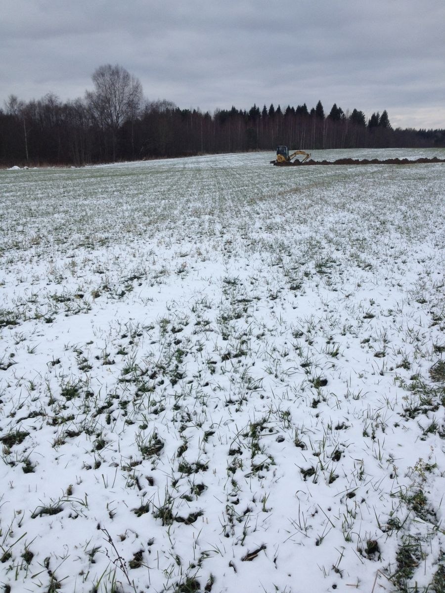 Многолетние травы на сено