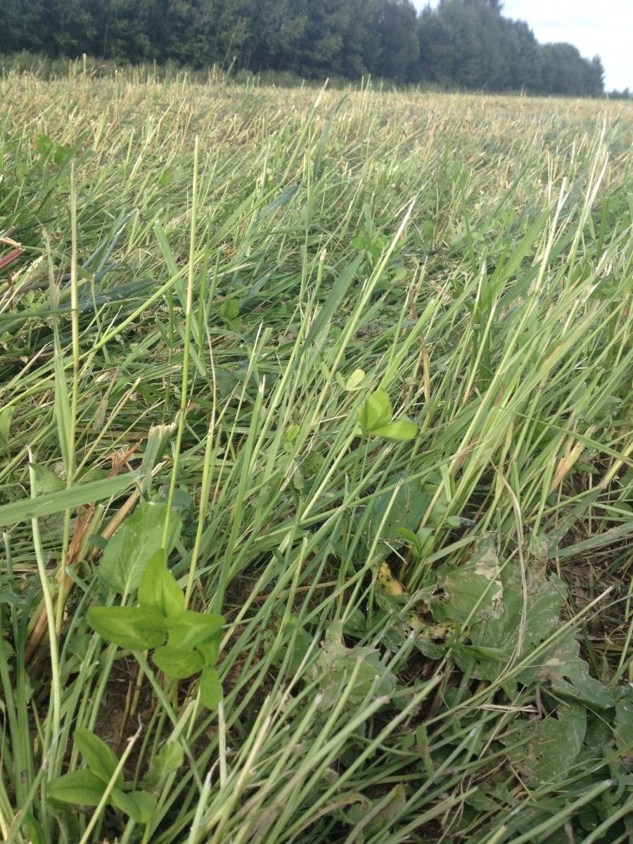 Тимофеевка Луговая Нарымская