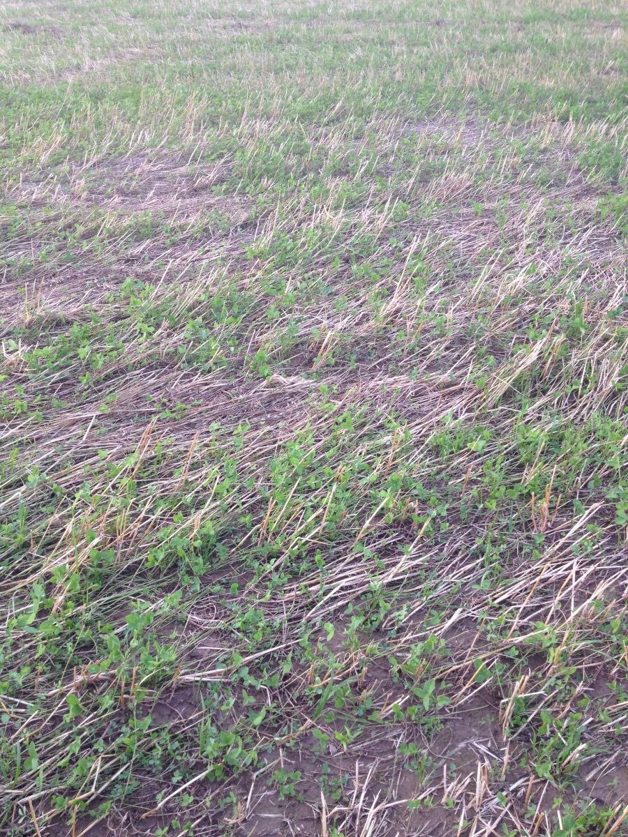 Многолетние травы на сенаж технологическая карта