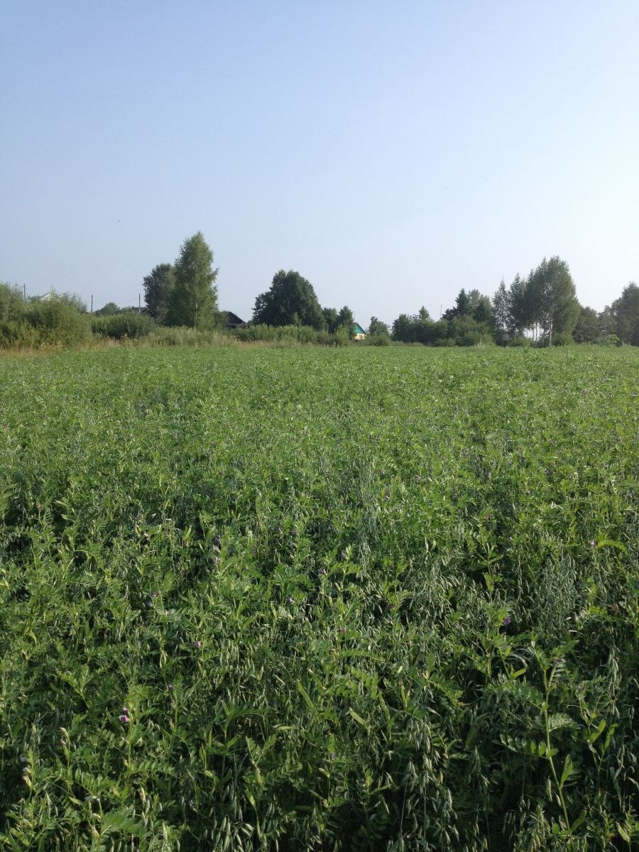 Фестулолиум изумрудный