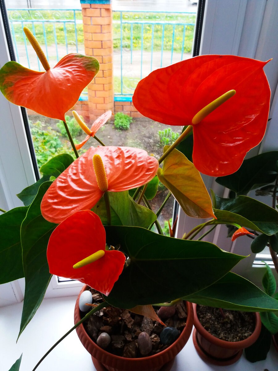 Горшечное растение Антуриум