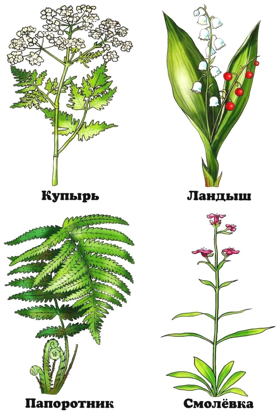 Растительный мир для дошкольников