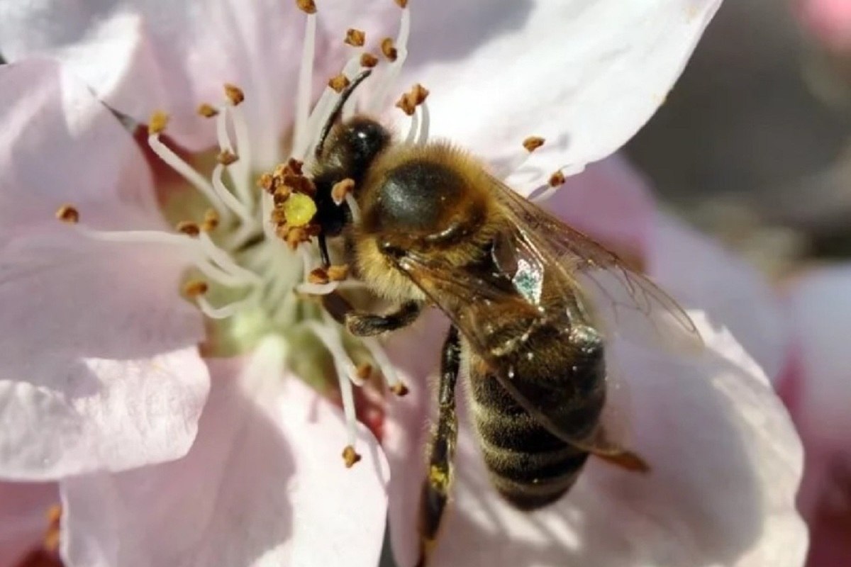 Какие отношения складываются между вишней и пчелой. Пчела на цветке. Пчела опыляет яблоню. Опыление вишни. Вишня Шоколадница цветение.