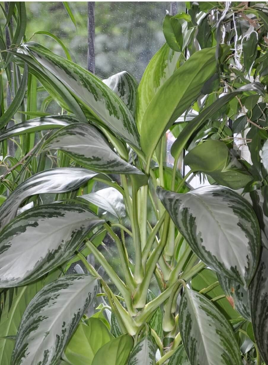 Аглаонема коммутатум