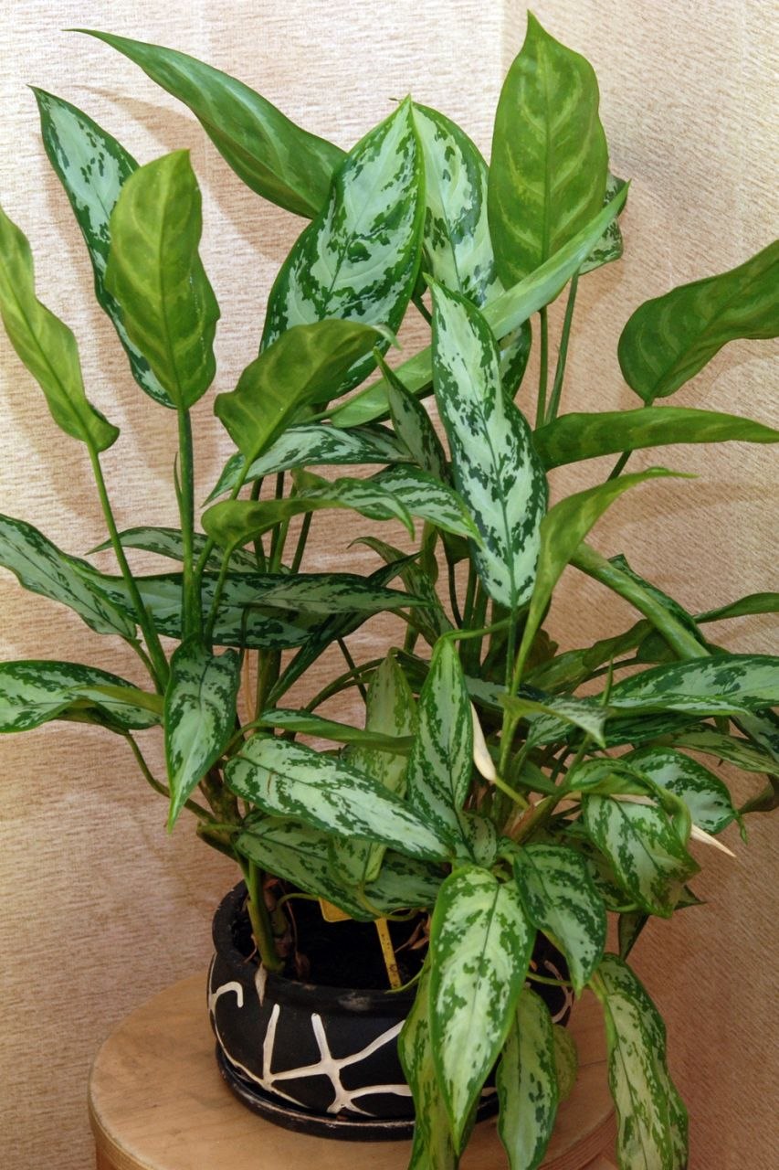 Аглаонема Липстик