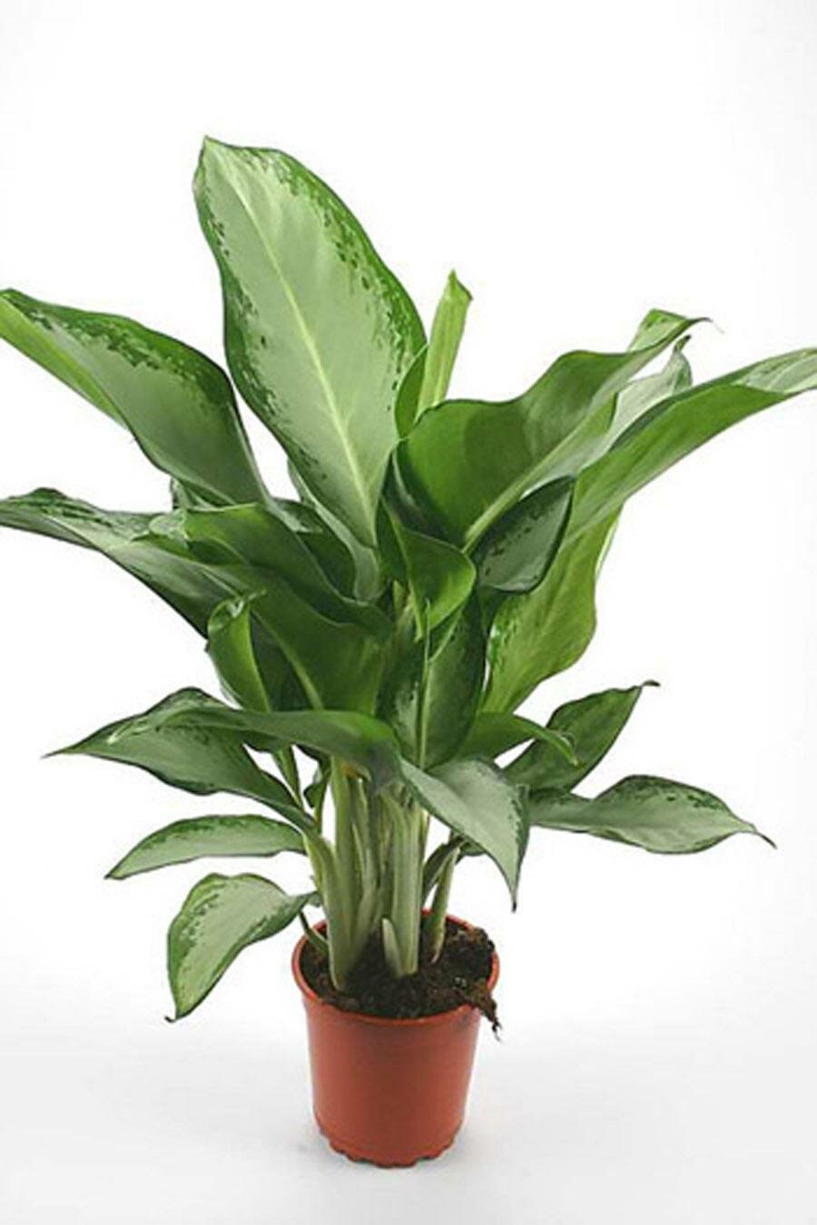 Ароидные аглаонема переменчивая