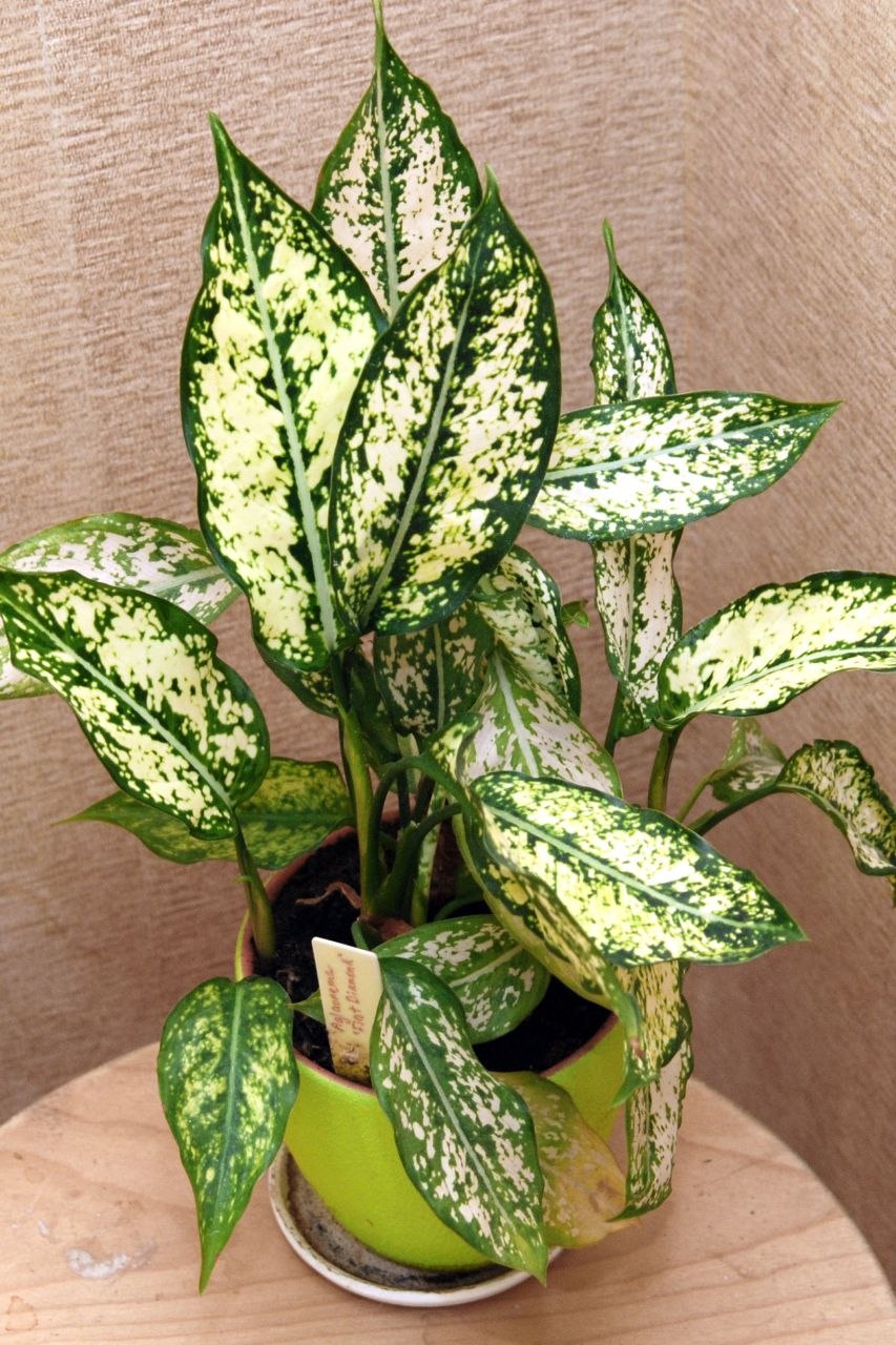 Аглаонема Харли Квинн