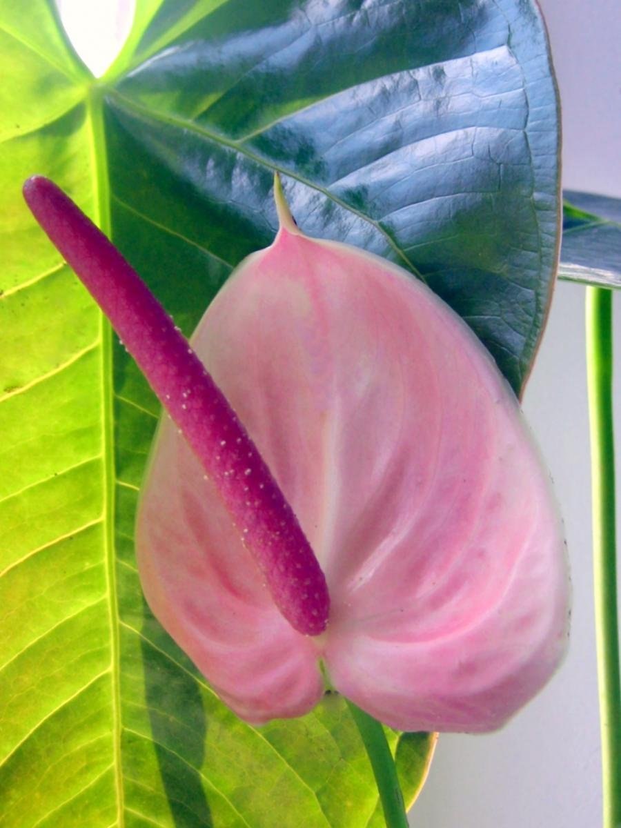 Антуриум Максима Виолетта