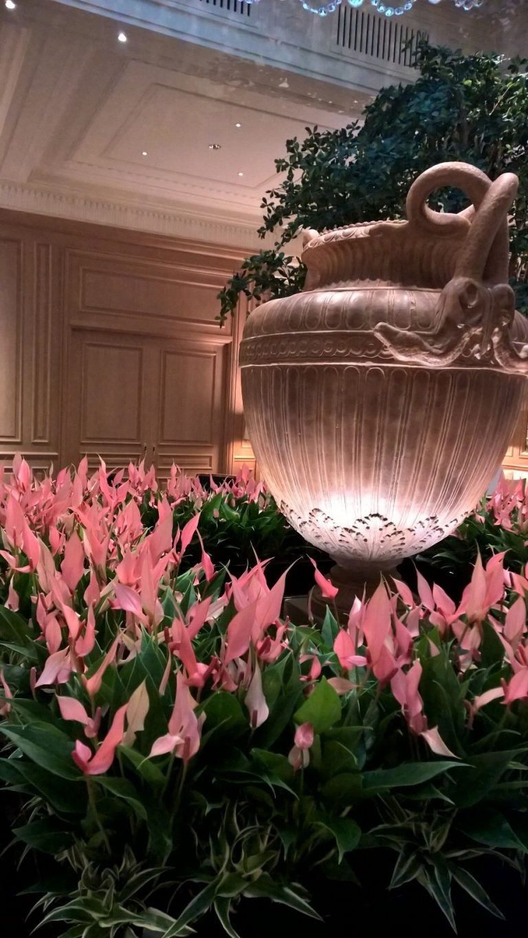 Антуриум лилу