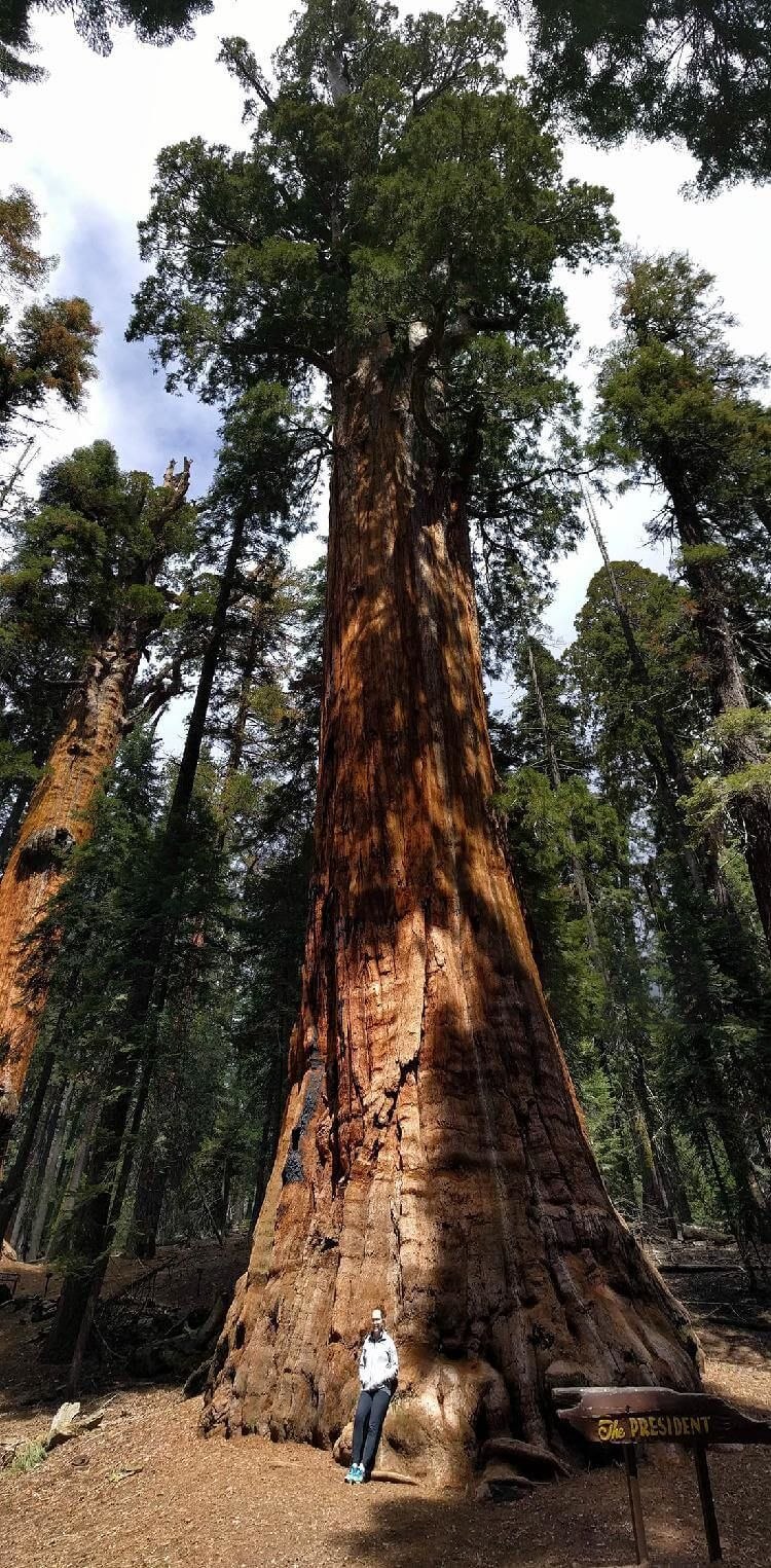 Секвойядендрон гигантский Мамонтово дерево
