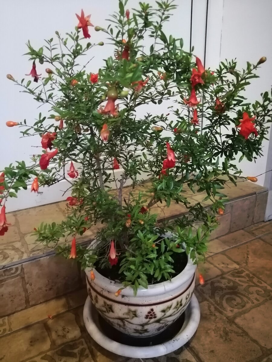 Декоративный гранат