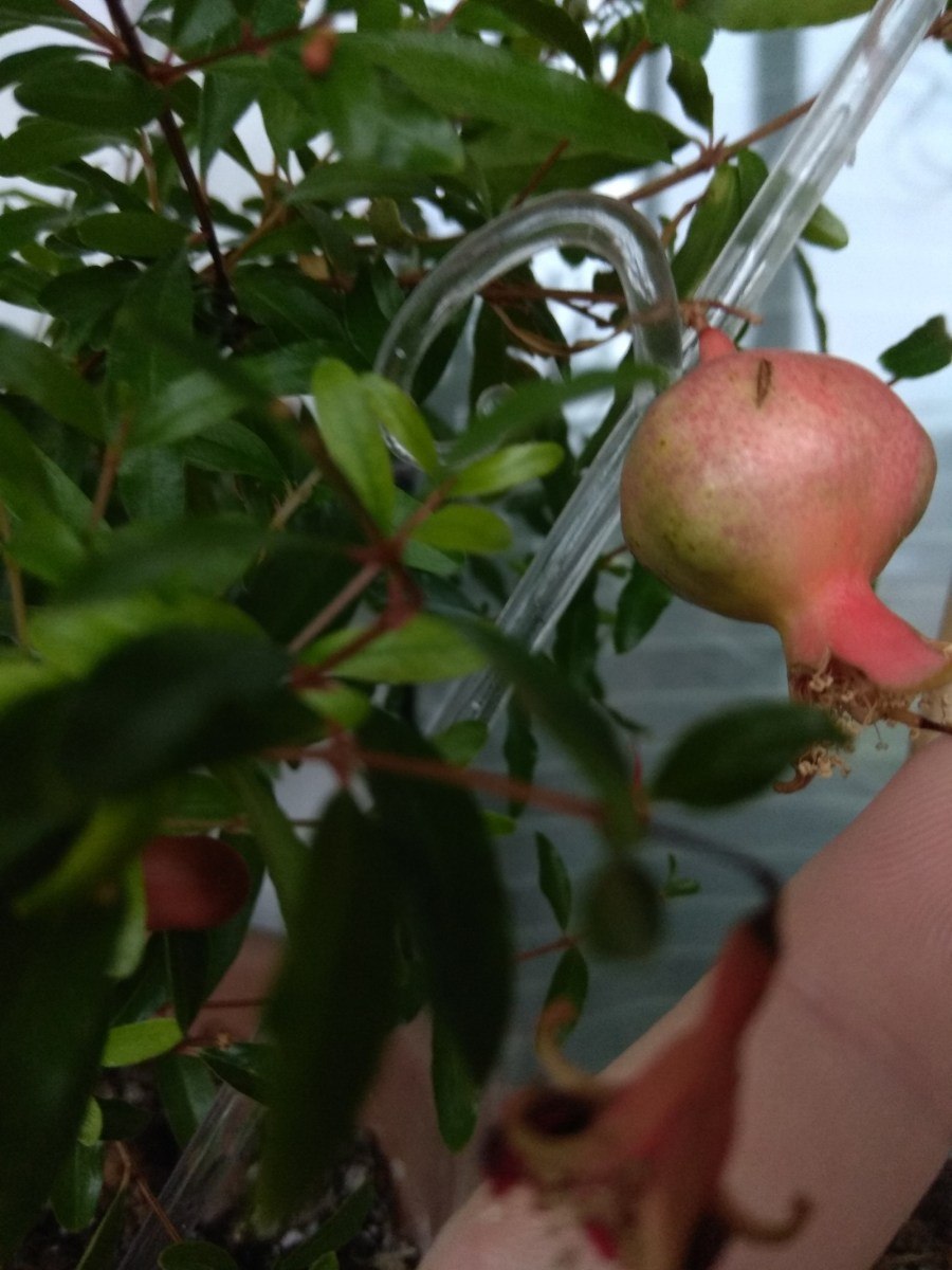 Карликовый гранат бонсай