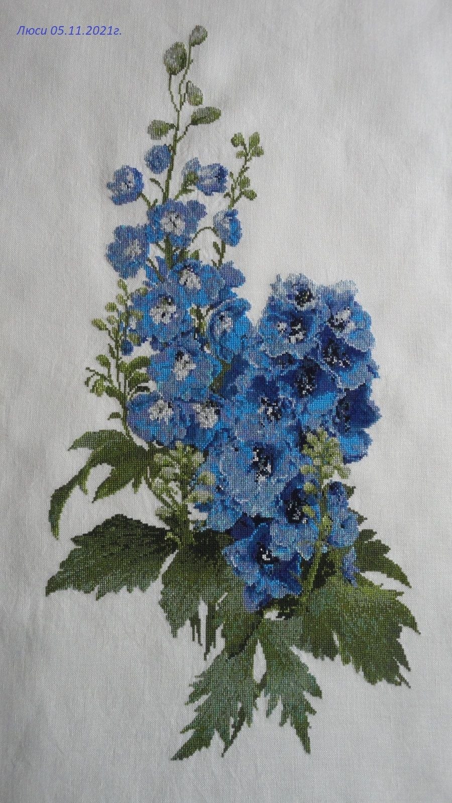 Живокость аптечная Ботаническая иллюстрация