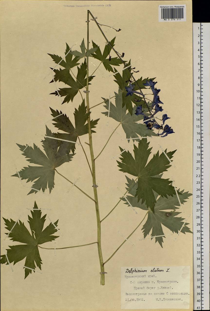 Живокость Восточная рисунок