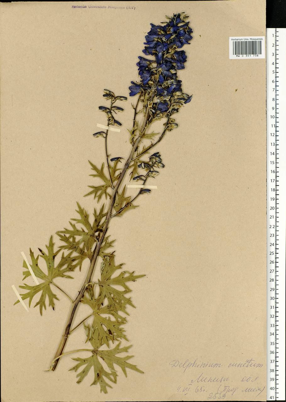 Дельфиниум живокость