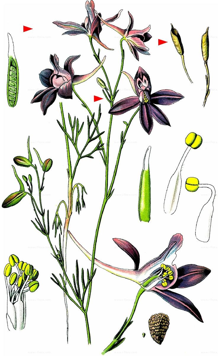 Винтажные принты гиацинт