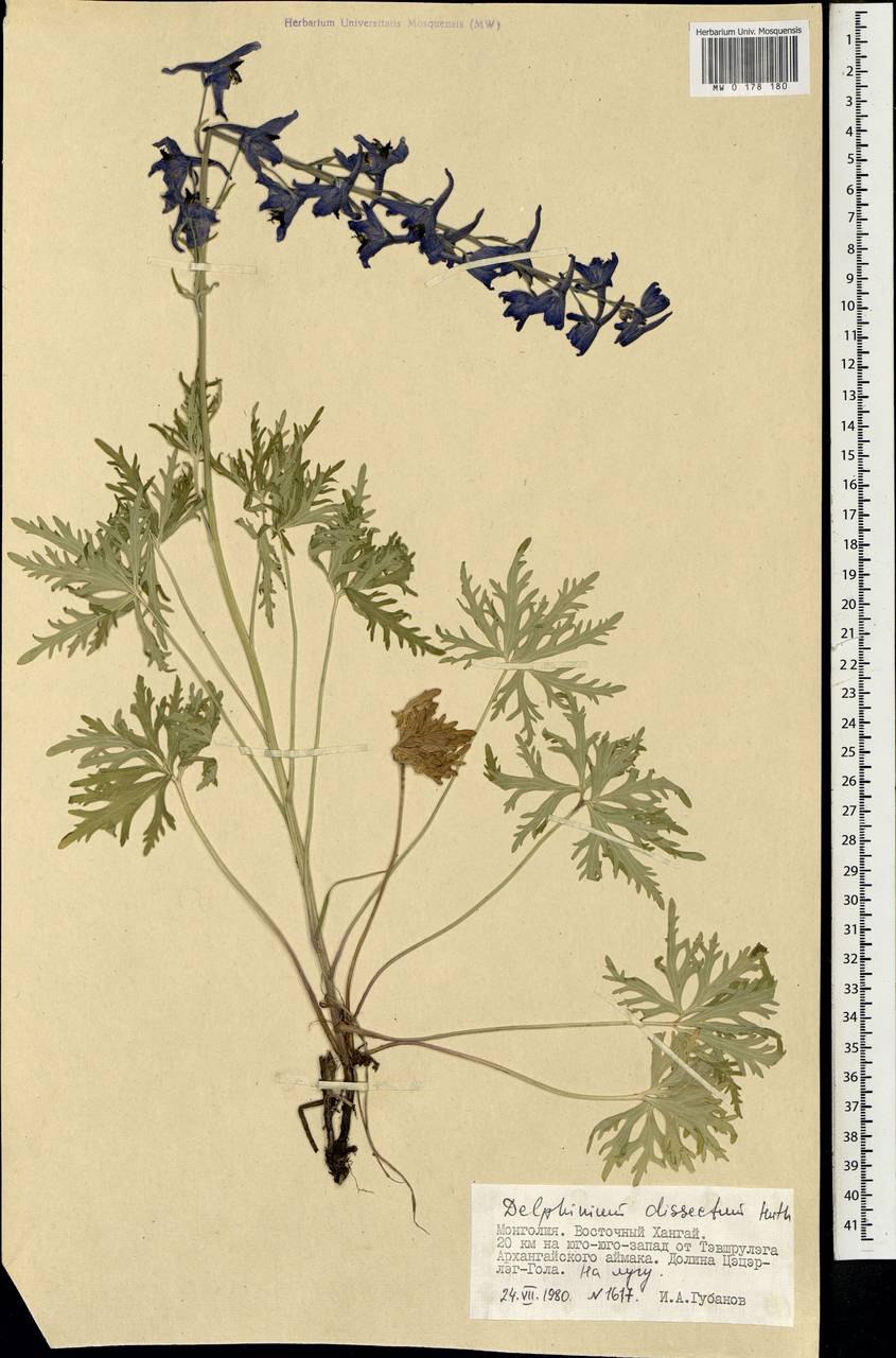 Дельфиниум раскраска