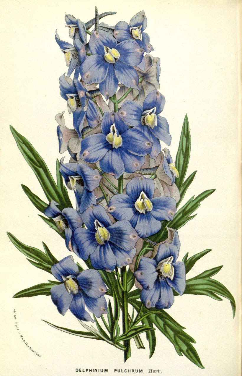 Дельфиниум раскраска