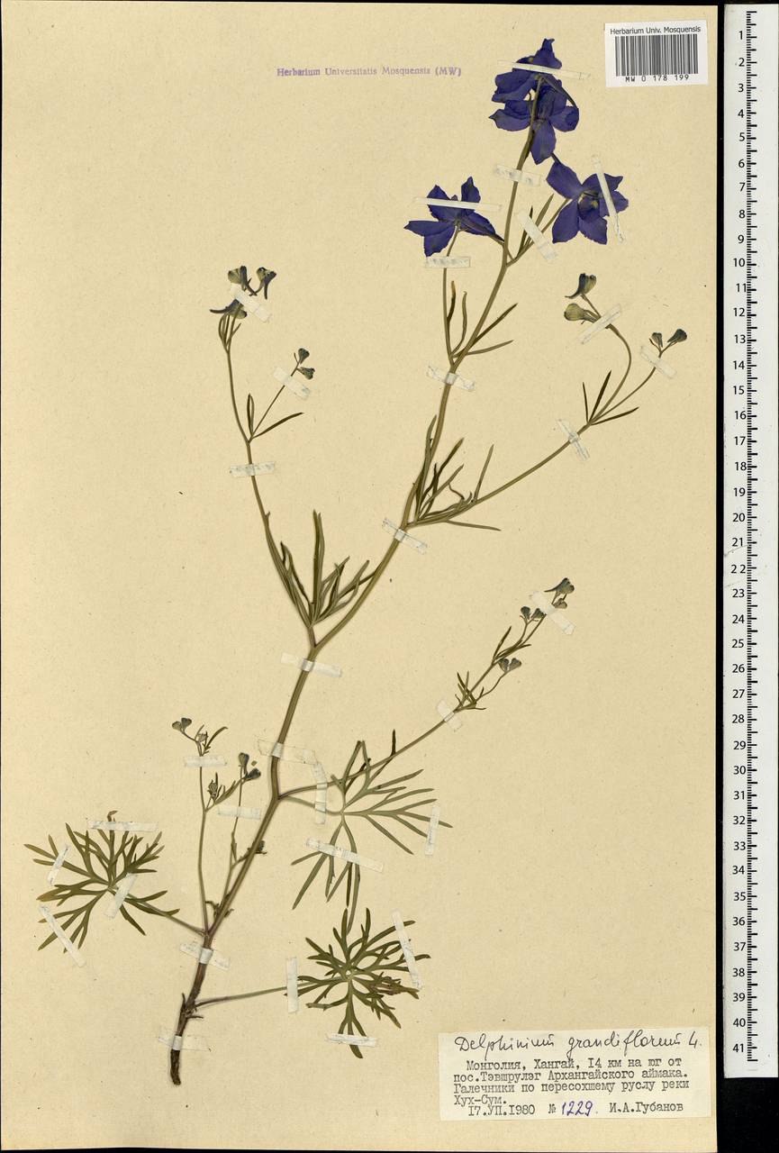 Delphinium schmalhausenii