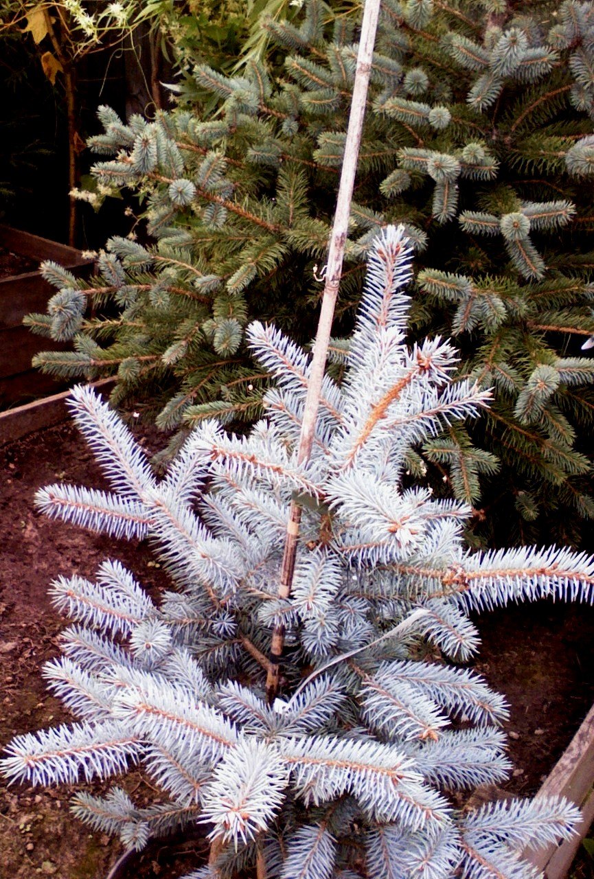 Ель колючая Hoopsii