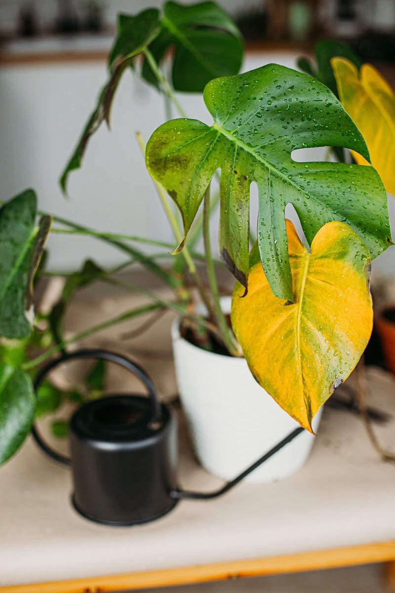 Монстера манки болезни