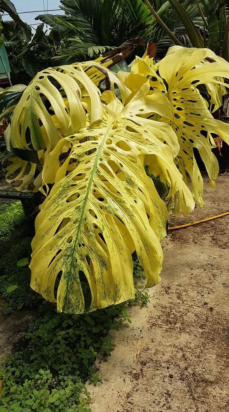 Монстера Адансона минт