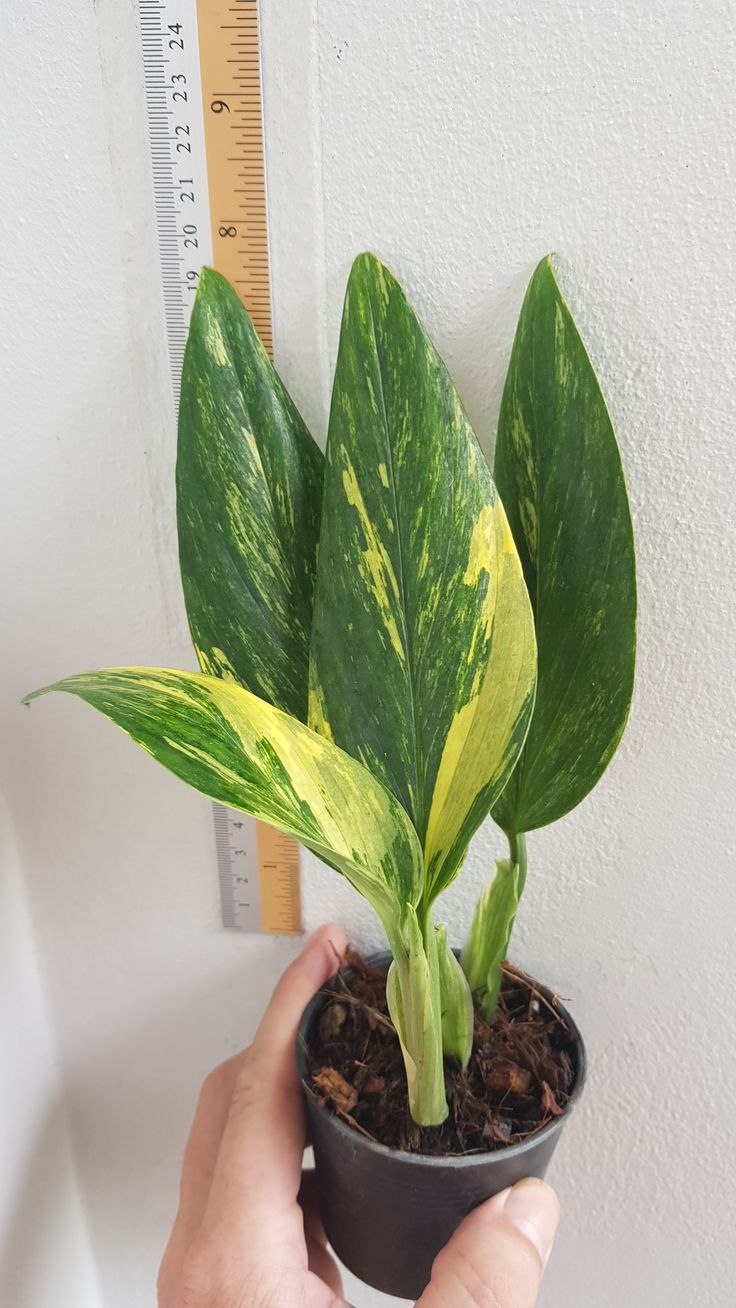 Монстера еллоу