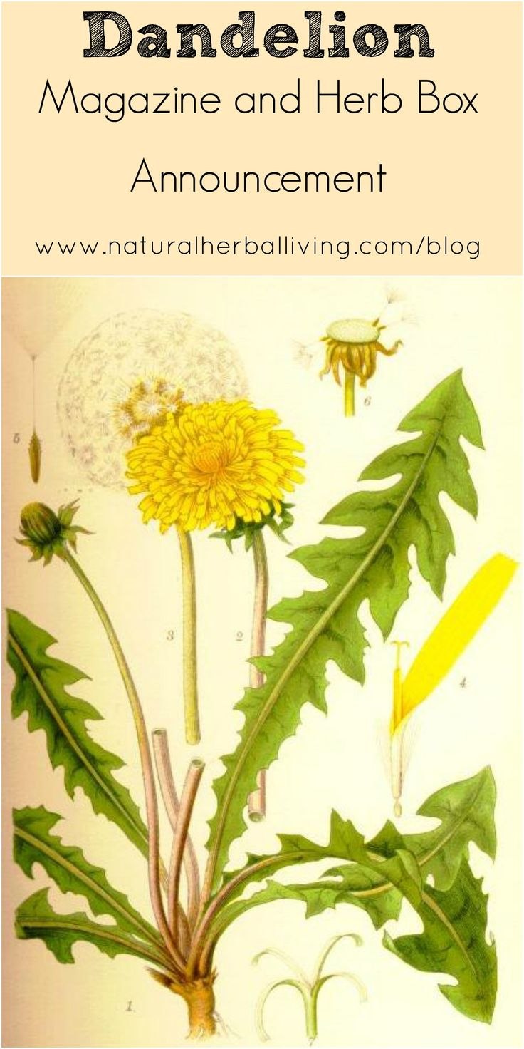 Одуванчик красносемянный