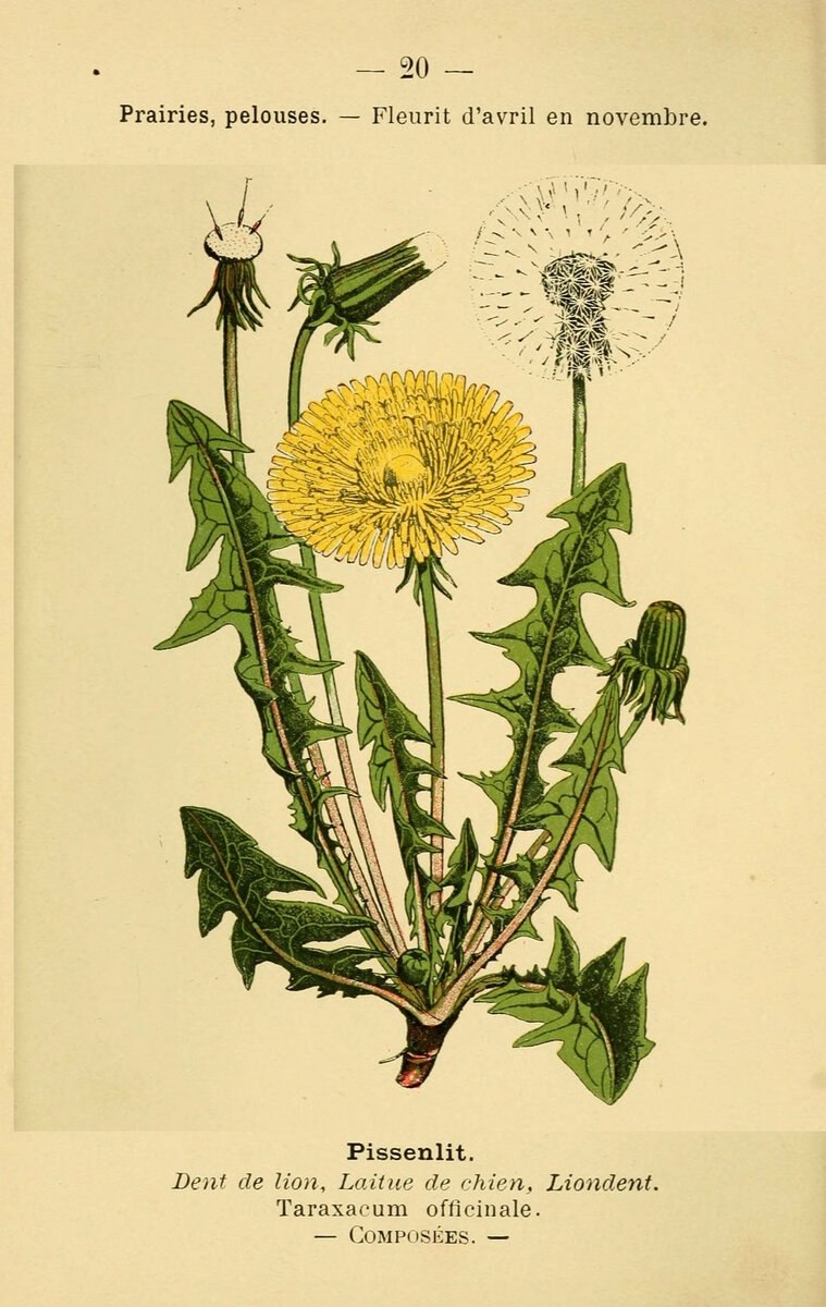Одуванчик лекарственный биология