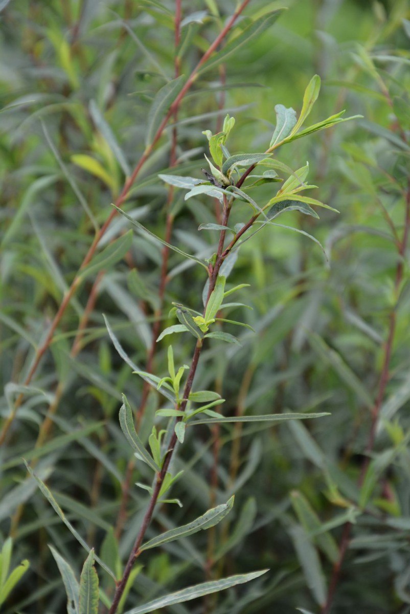 Ива (Salix) "шаровидный карлик"