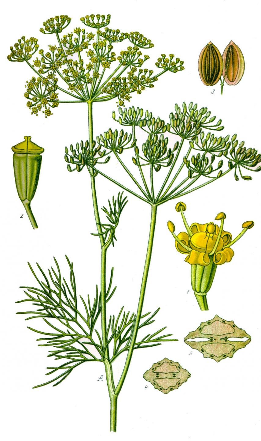 Фенхель обыкновенный Foeniculum vulgare