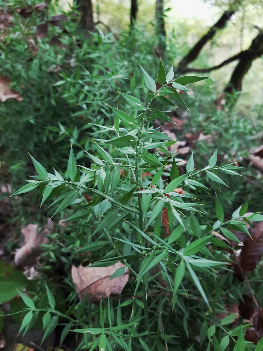 Иглица Понтийская