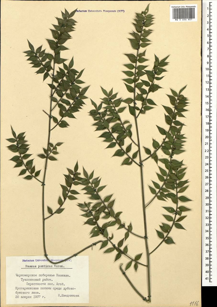 Иглица Понтийская