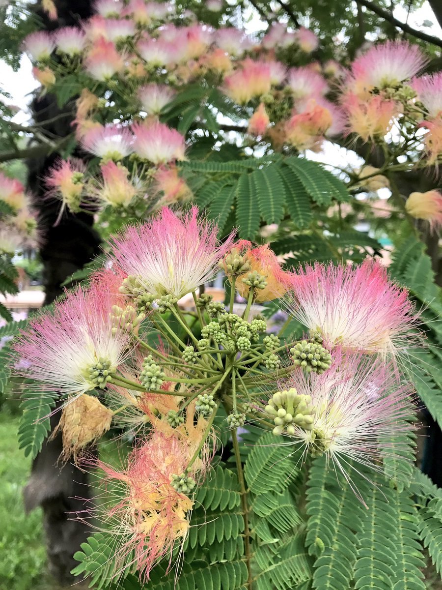 Дикая акация дерево