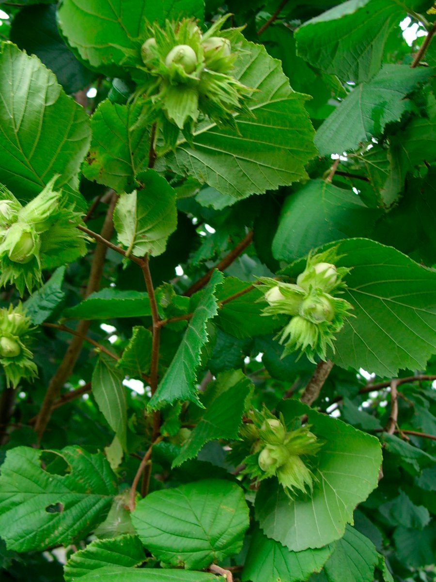 Орешник лещина