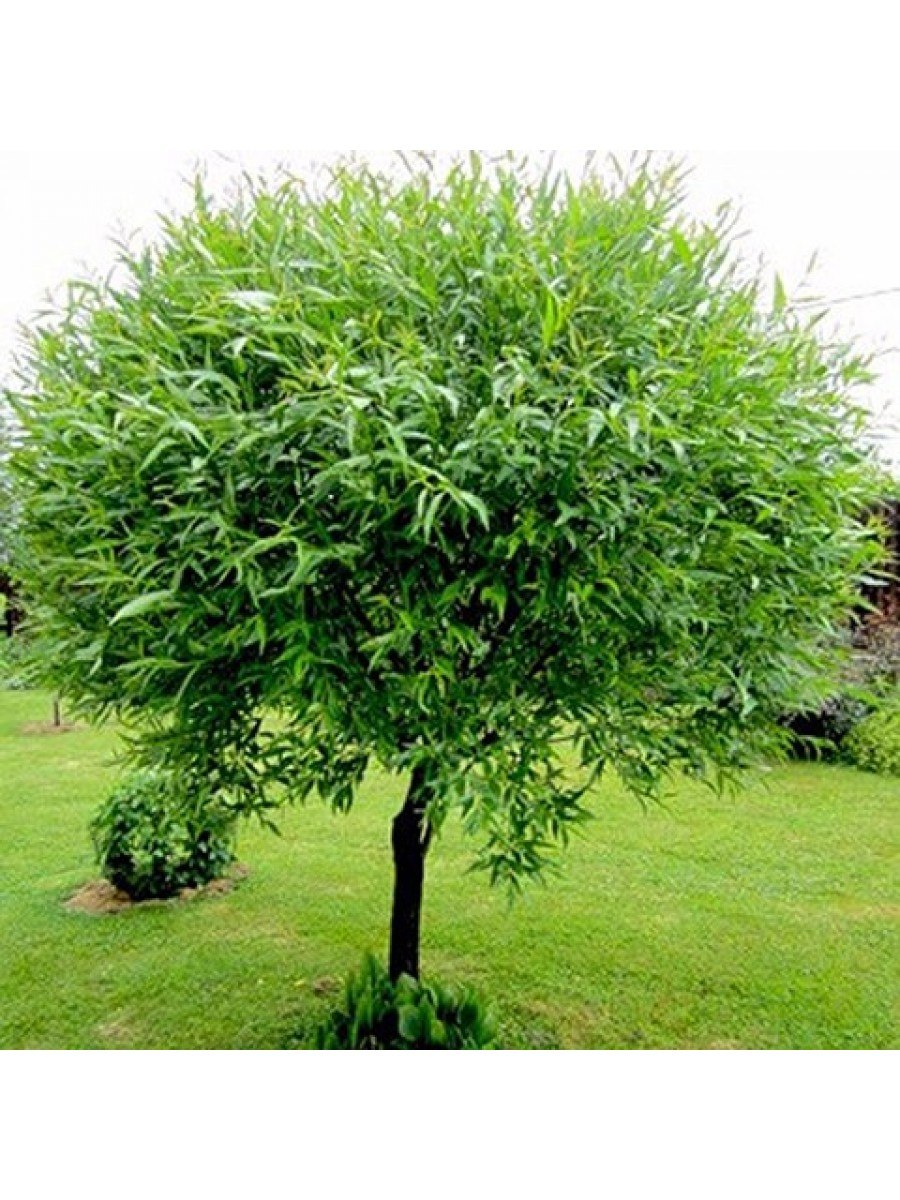 Ива ломкая (шаровидная) Salix fragilis