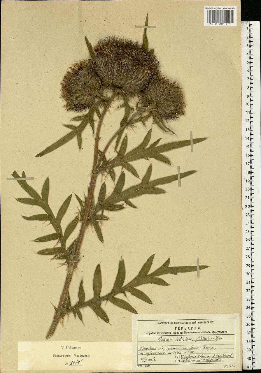 Бодяк полевой (осот)