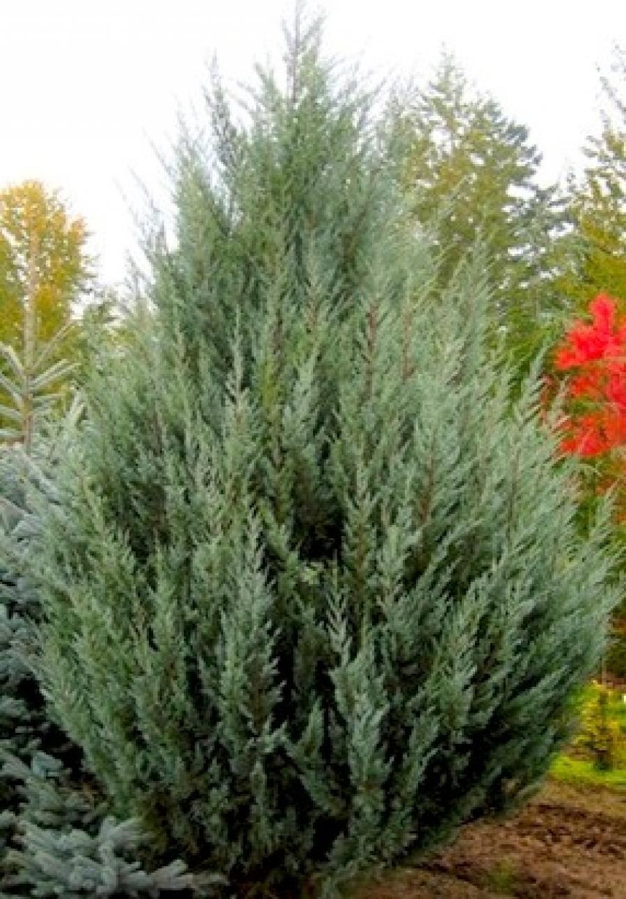 Можжевельник скальный Moonglow