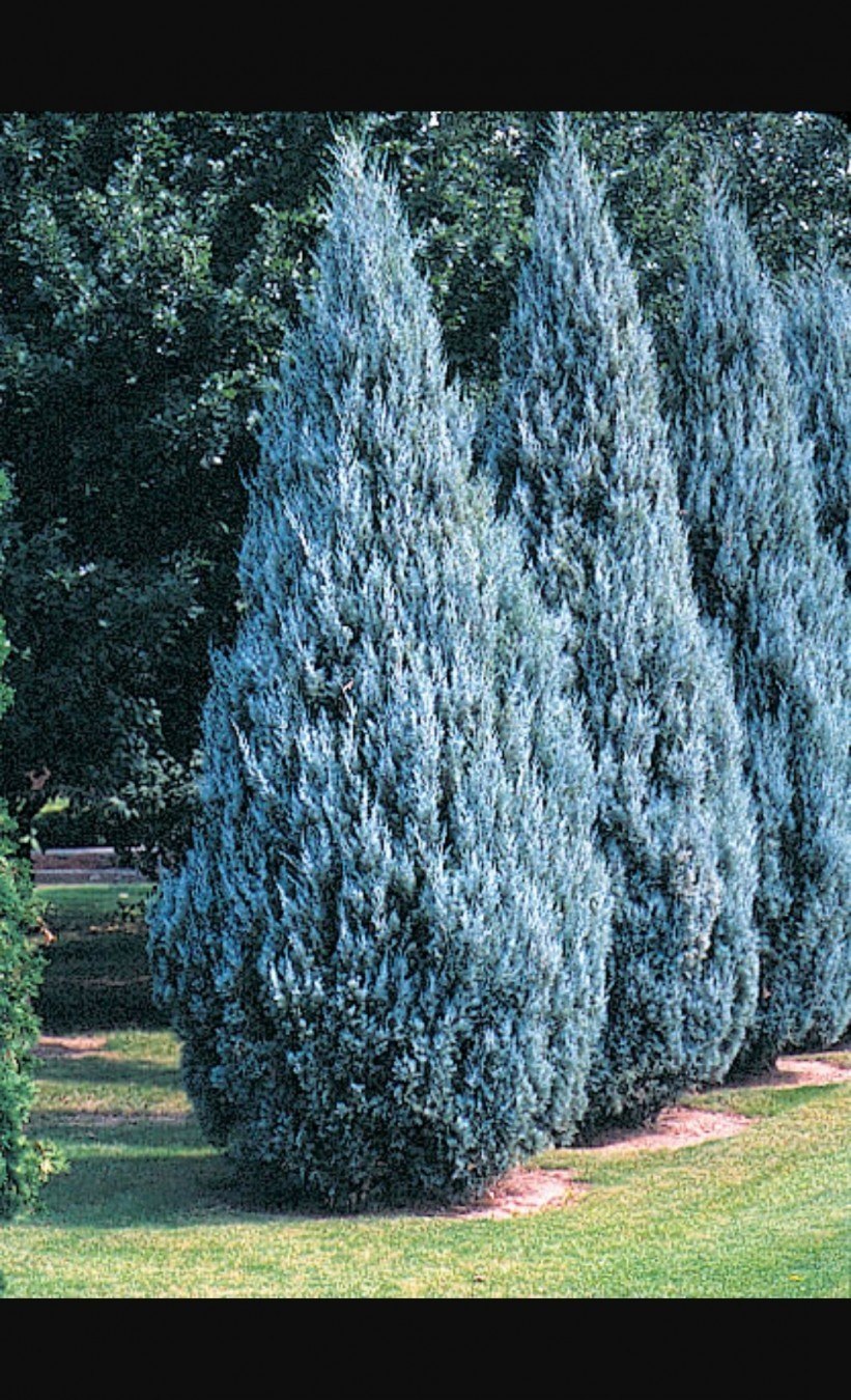 Можжевельник Вичита Блю