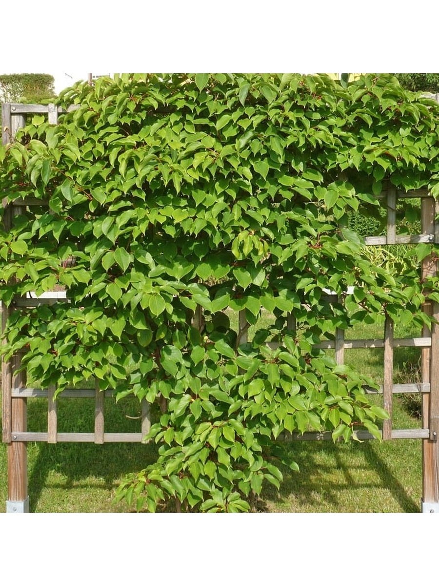 Актинидия аргута вейки