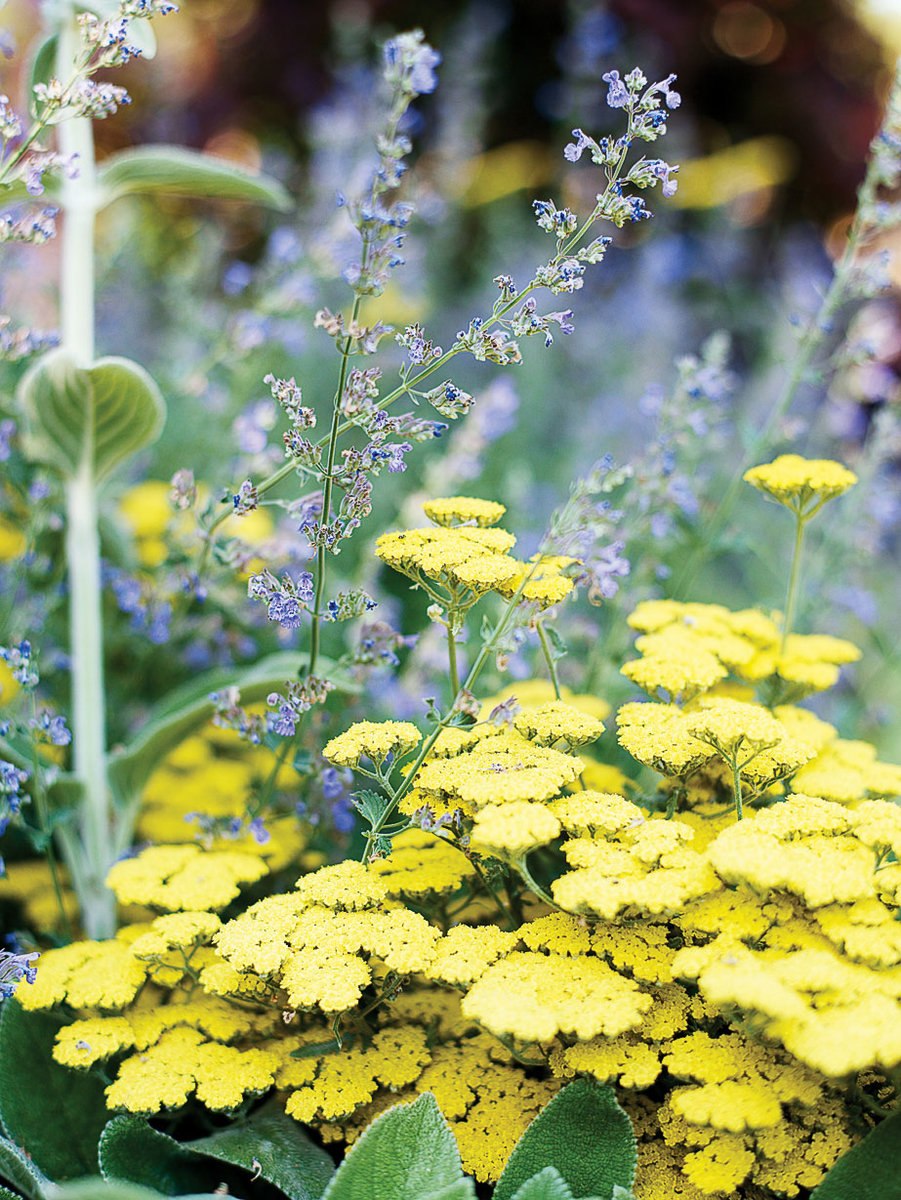 Тысячелистник Экселент