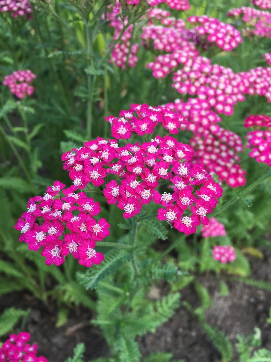 Тысячелистник садовый многолетний