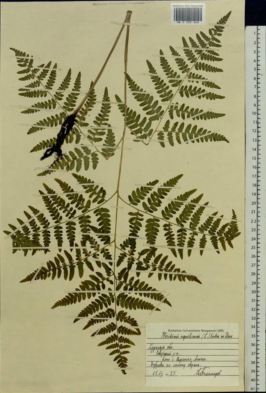 Папоротник орляк заросли