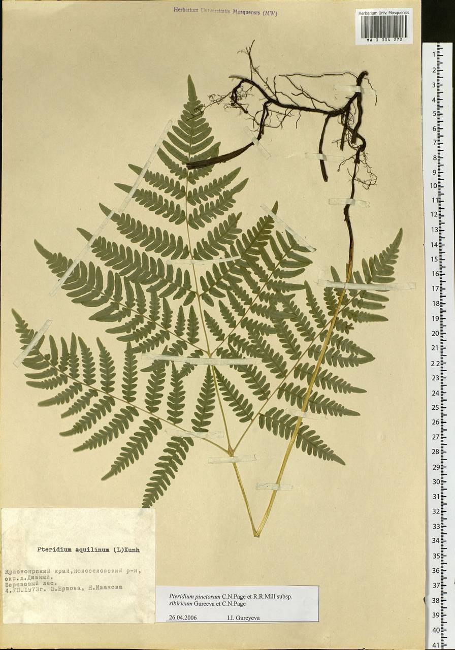 Папоротник орляк обыкновенный