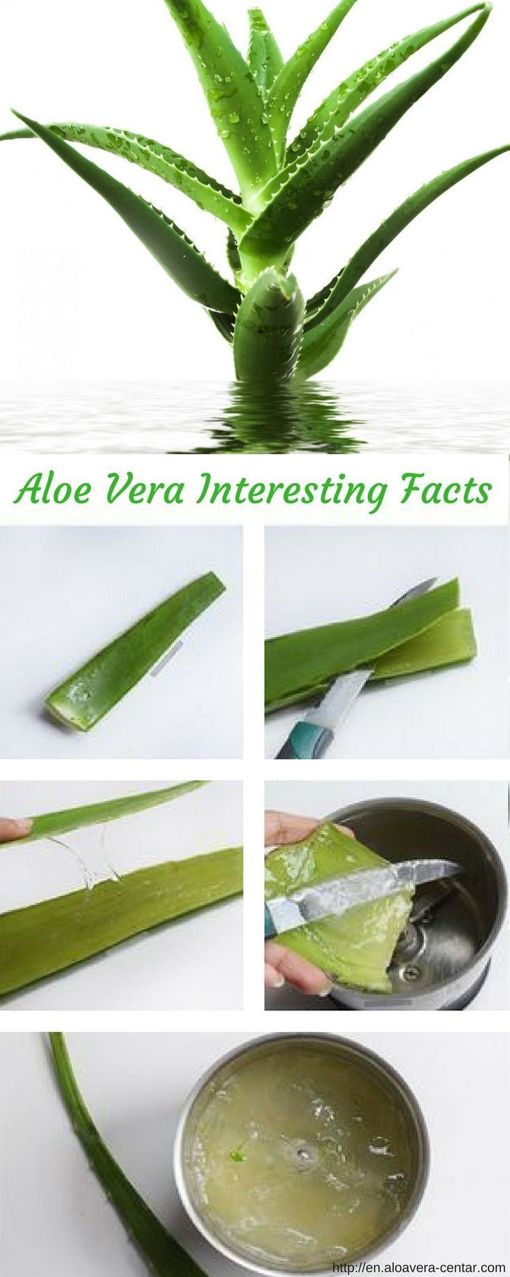 Алоэ в разрезе рисунок