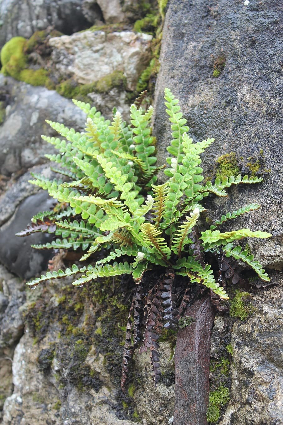 Вудсия Альпийская Woodsia Alpina (Bolt.) S. F. Gray