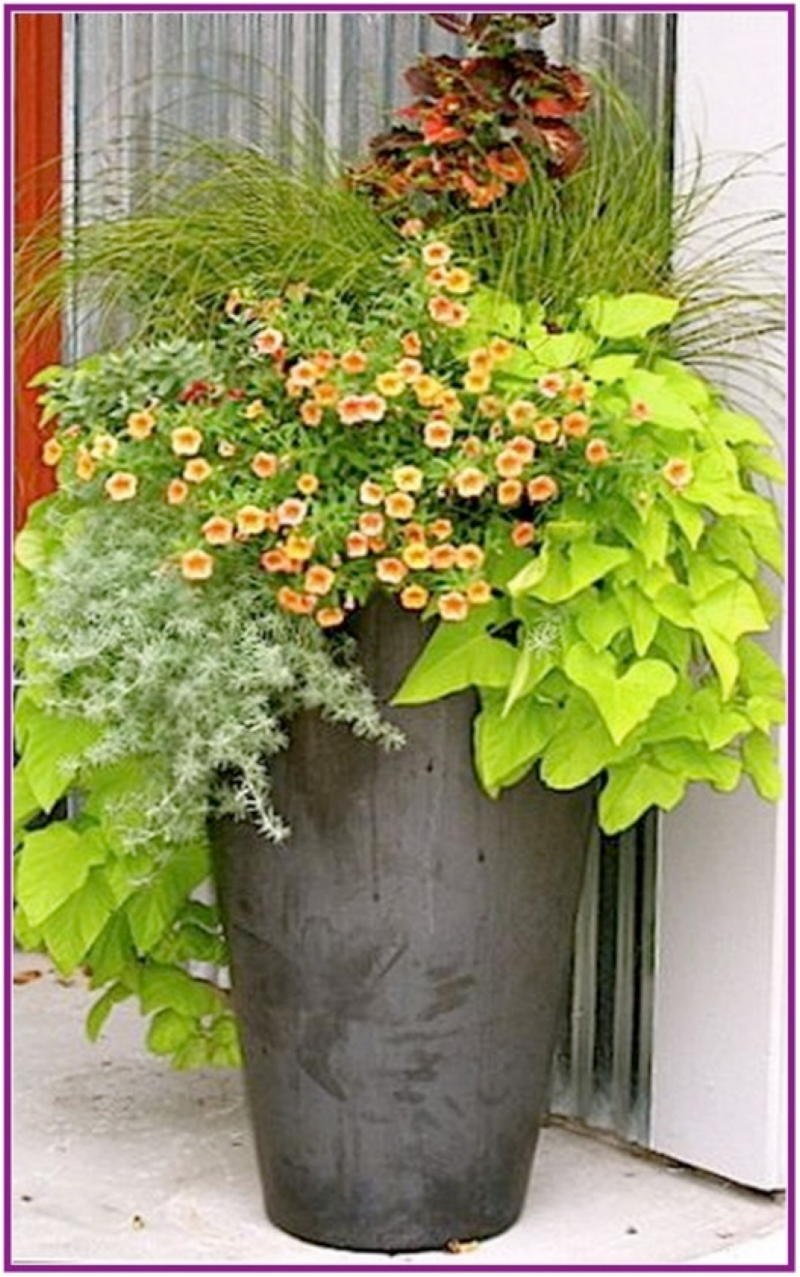 Однолетники для клумбы