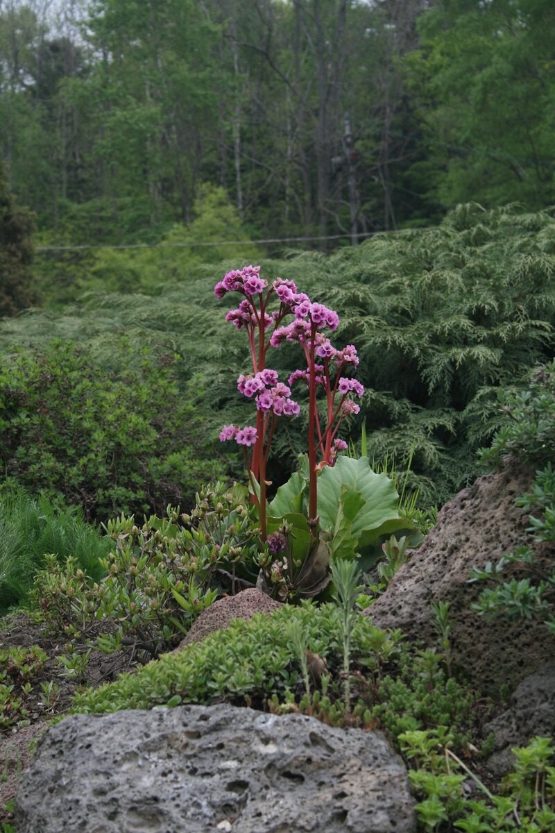 Гравилат Лемон дроп